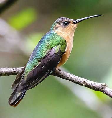 Rufous-Sabrewing