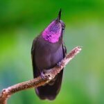 Amethyst-throated-Mountain-gem