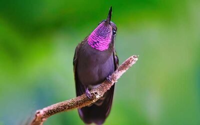 2017 brings hope for pacific birds