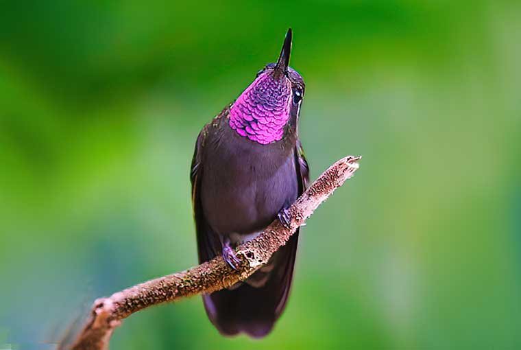 Amethyst-throated-Mountain-gem