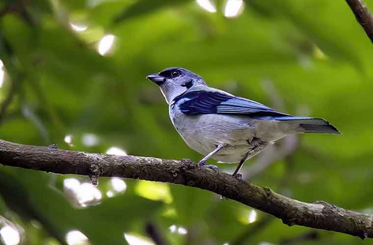 Azure-rumped-Tanager