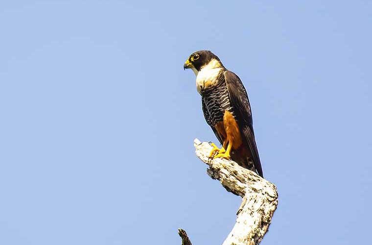 Bat Falcon