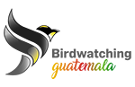 Birdwatching guatemala logo birdwatching guatemala Birdwatching Guatemala