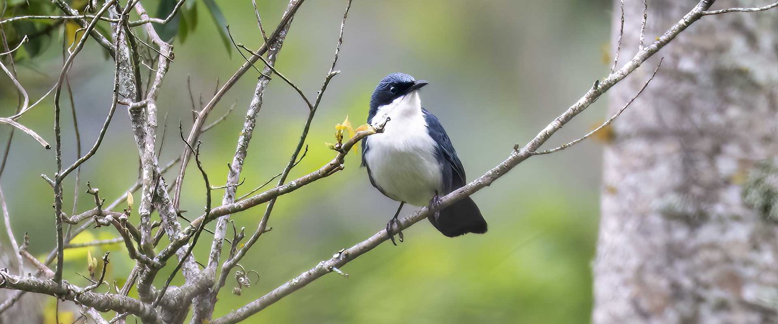 Blue-and-white Mockingbird