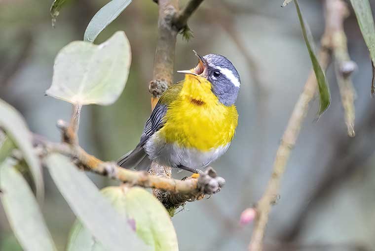 El Pilr Birding Tour - Crescent-chested-Warbler