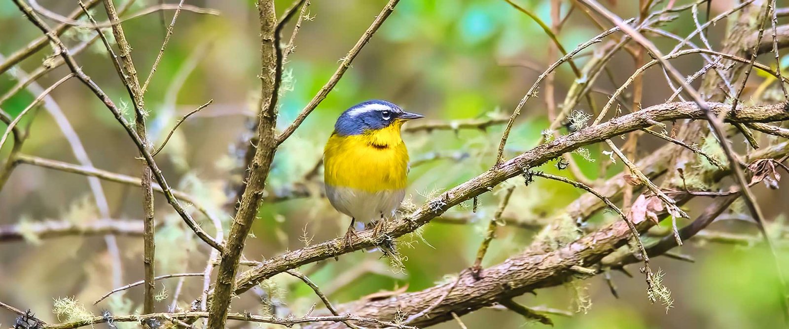 Crescent-chested-Warbler