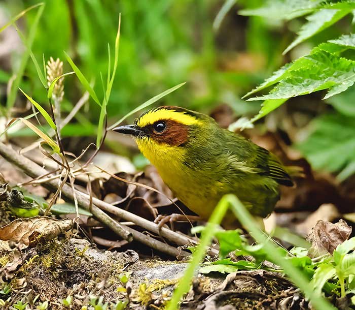 Golden-browed-Warbler