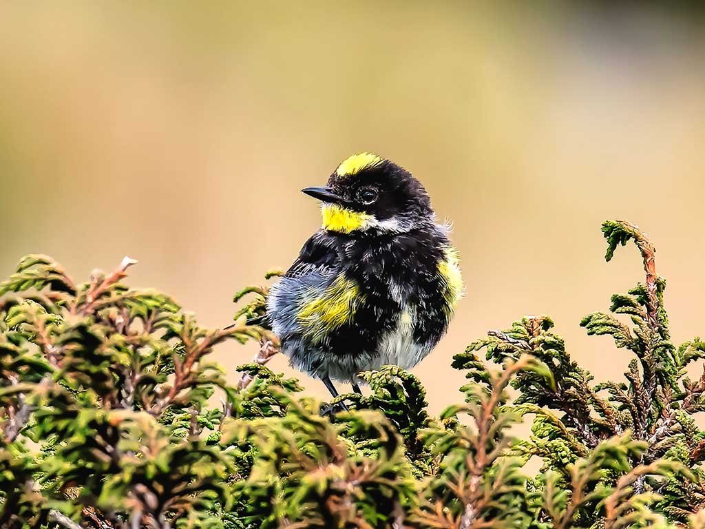 Goldman's-Warbler
