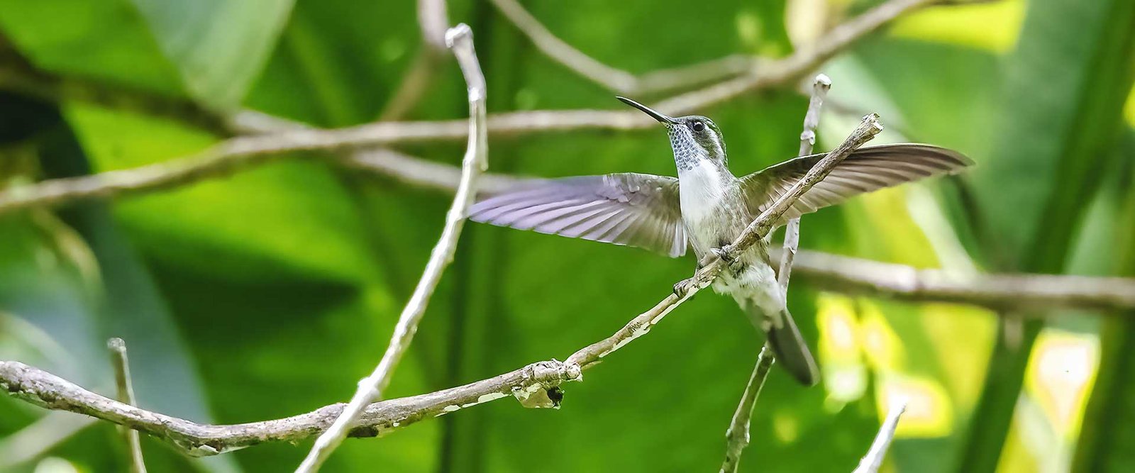 Green-throated Mountain-gem