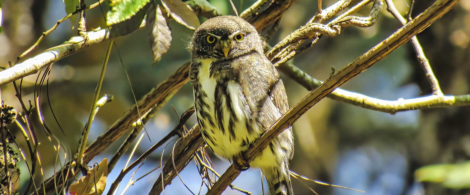 Guatemala-pygmy-Owl Guatemala-pygmy-Owl