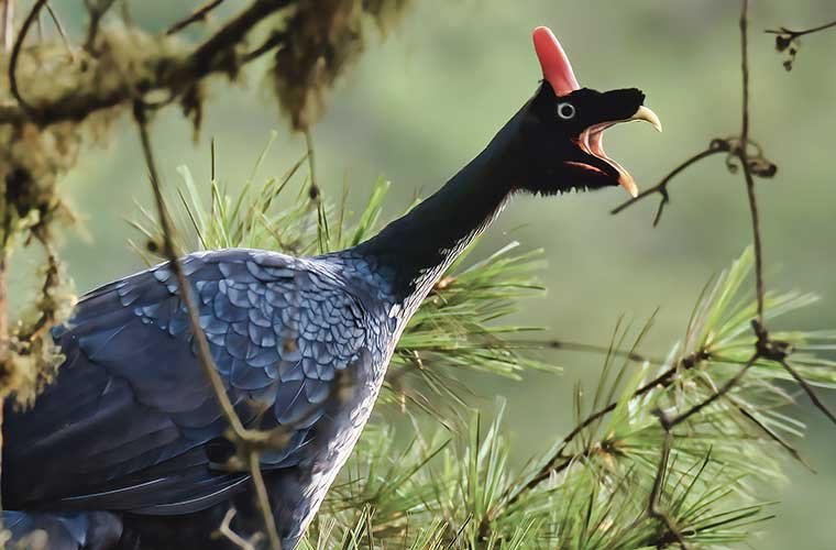 Horned-Guan