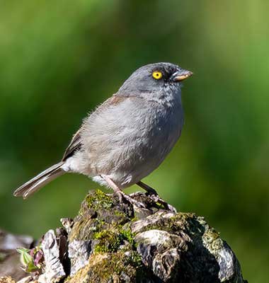 Birdwatching Guatemala Bot