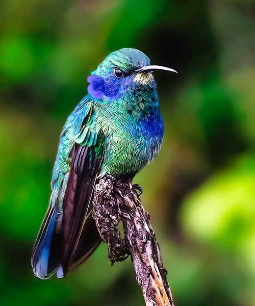 Mexican-Violetear