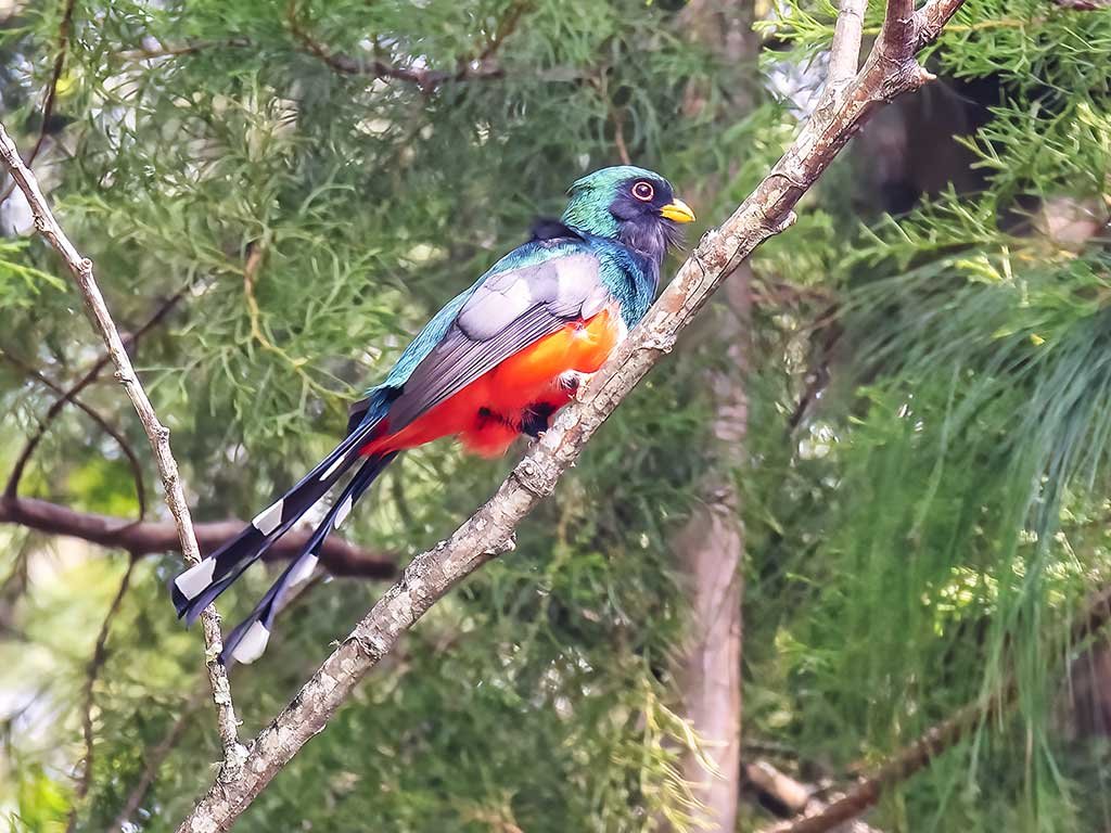 Mountain Trogon
