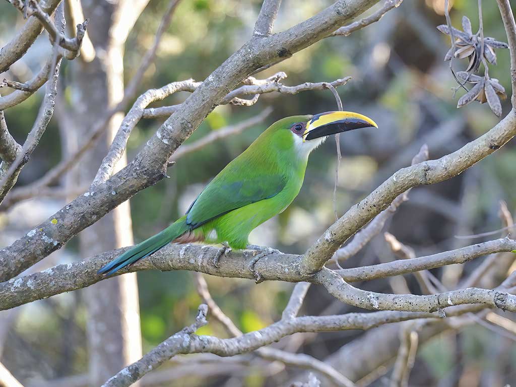 Rey Tepepul Reserve Birding Tour