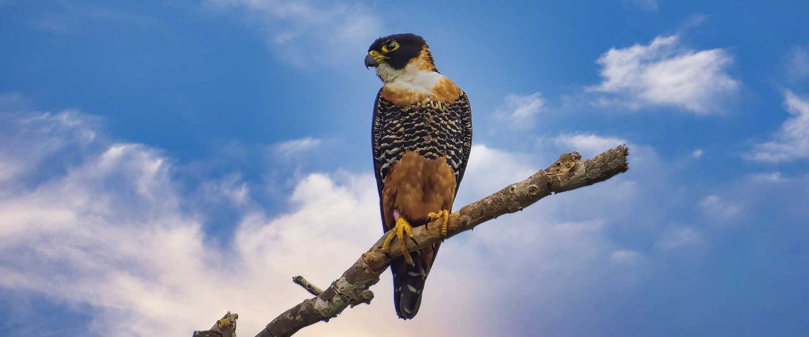 Orange-breasted Falcon