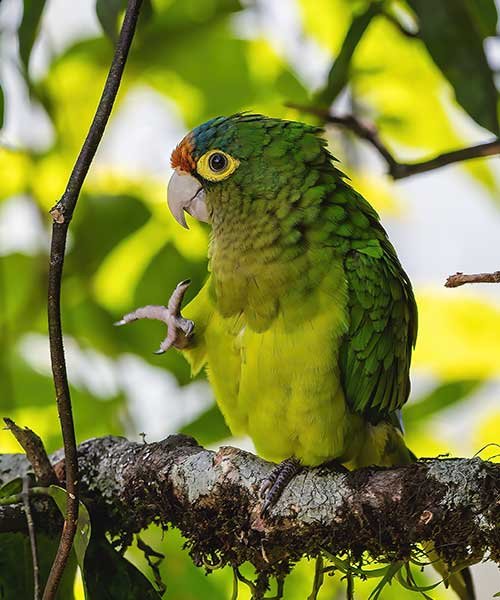 Orange-fronted-Parakeet