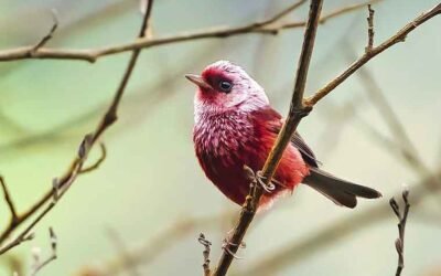American Birding Association Code of Ethics