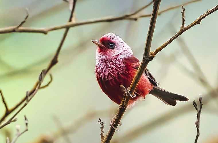 Pink-headed-Warbler