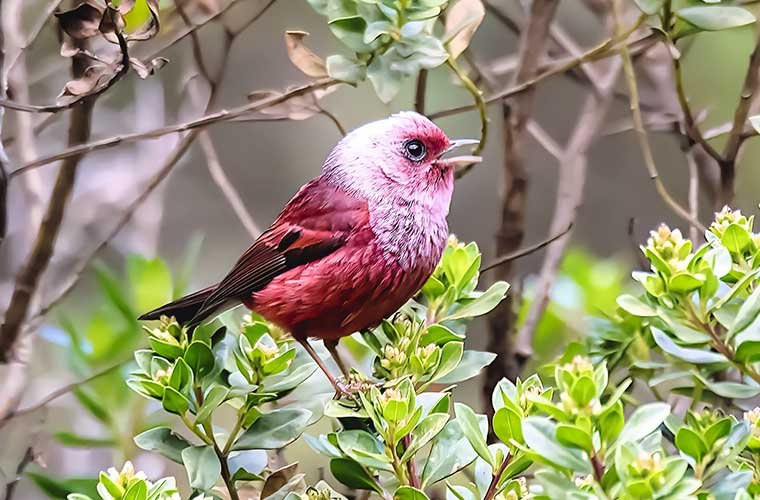 Pink-headed-Warbler