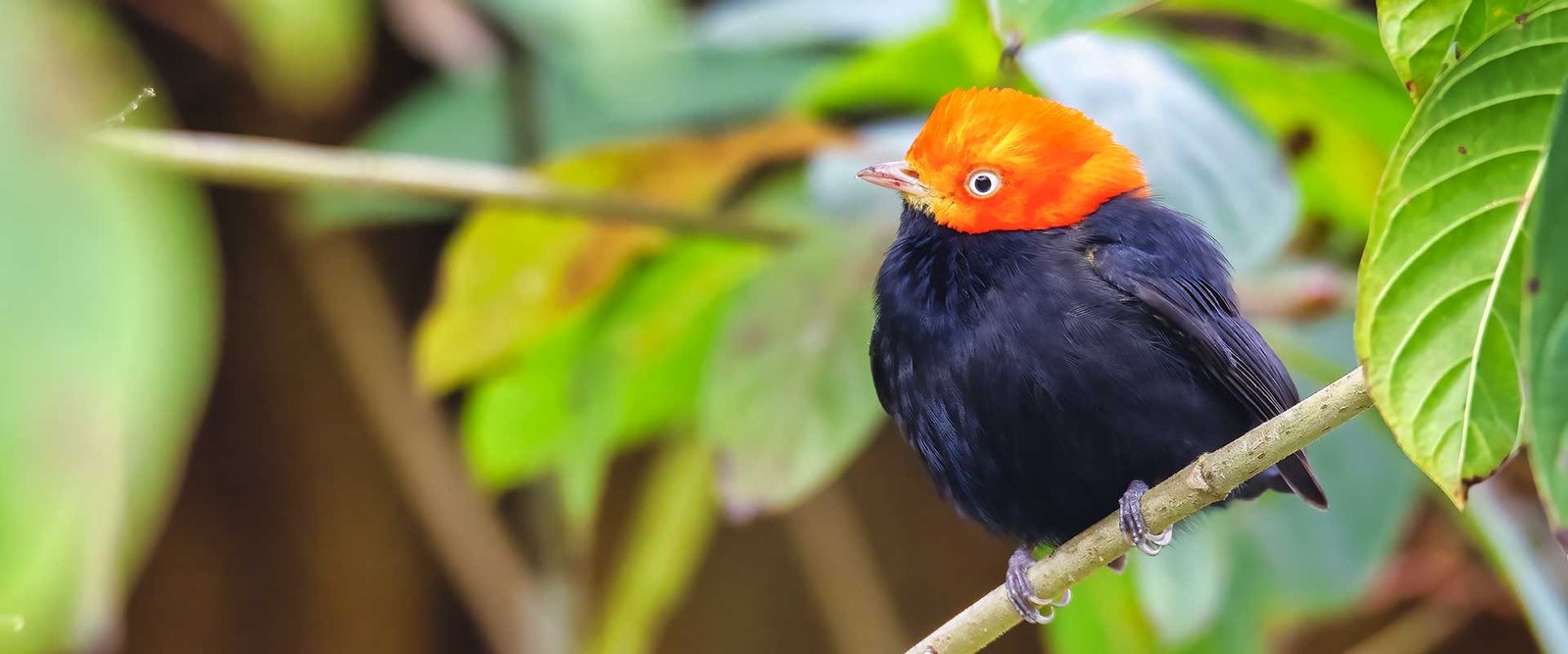 Red-Capped-Manakin