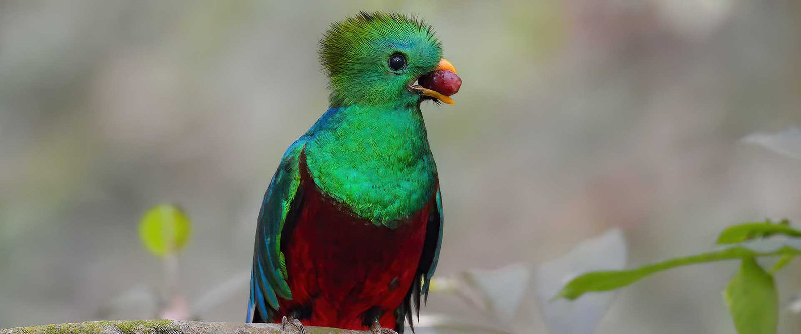 Resplendent Quetzal