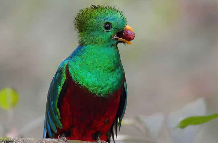 Resplendent-Quetzal