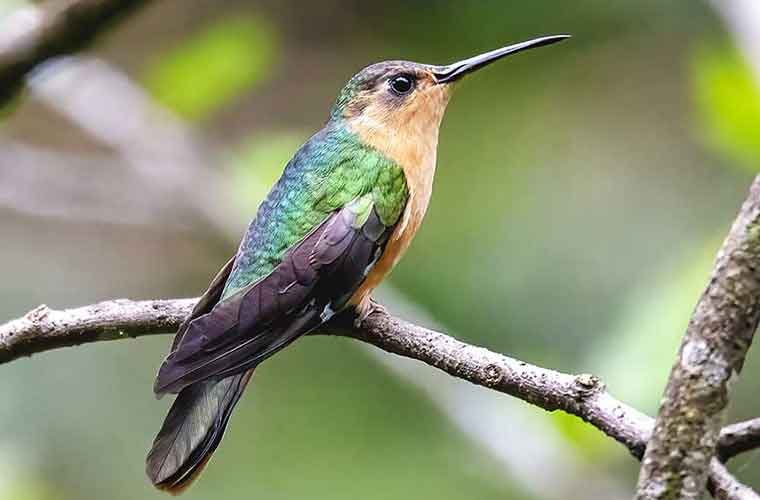 Rufous-Sabrewing