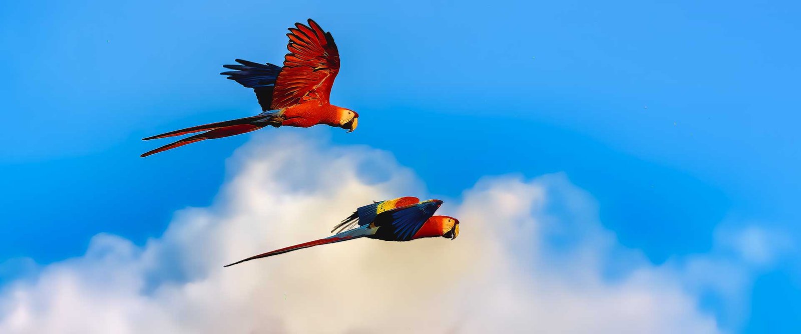 Scarlet-Macaw