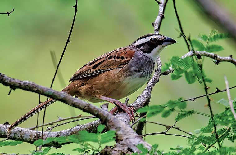 Stripe-headed-Sparrow