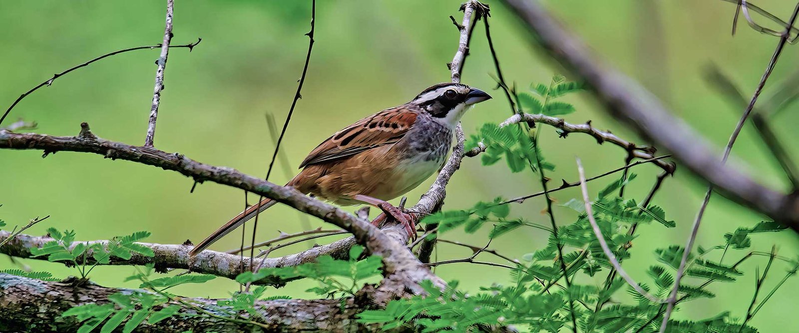 Guatemala Pacific Slope Birding Tour