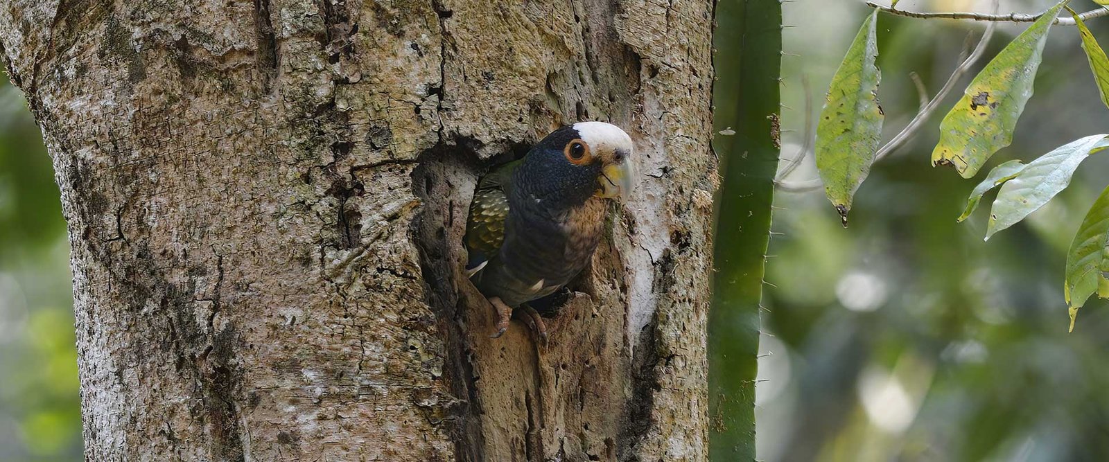 White-crowned-Parrot