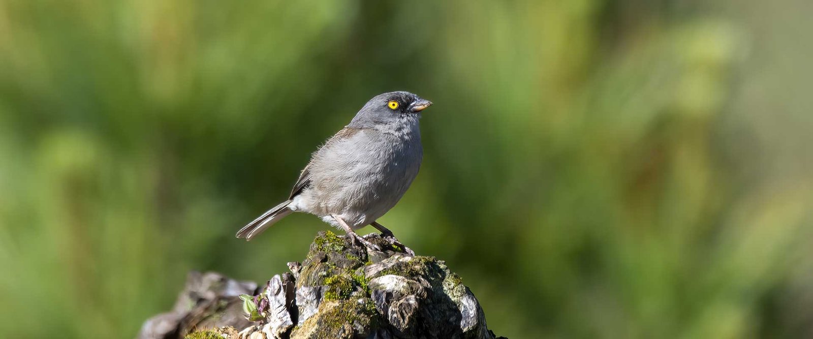 Yellow-eyed-Junco