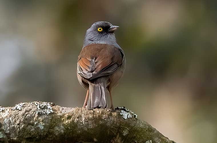 Yellow-eyed-Junco