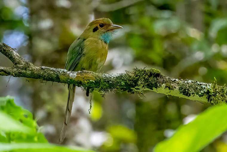 Tecpan and Antigua One Day Birding Trip