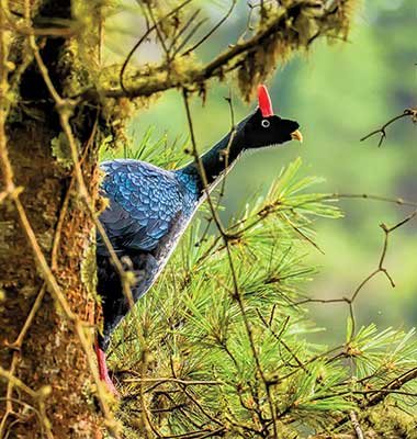 pavo-de-cacho