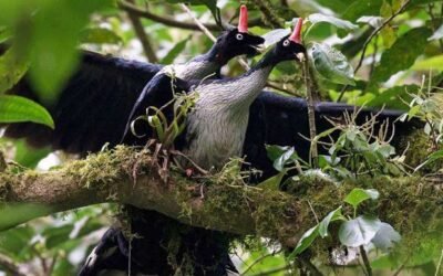 Amazing Encounter with Horned Guans Mating in the Wild