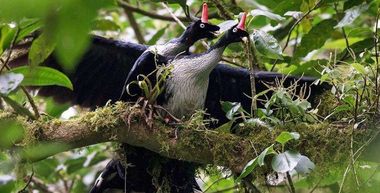 Amazing Encounter with Horned Guans Mating in the Wild