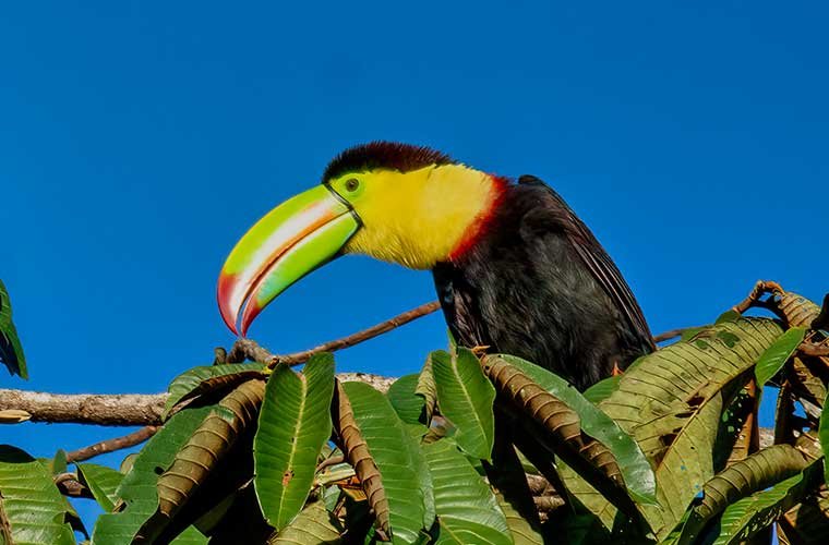 Birdwatching Tours_Keel-billed-Toucan