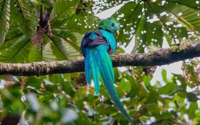 Exploring the Birding Wonders of Guatemala: A Guide for Nature Enthusiasts