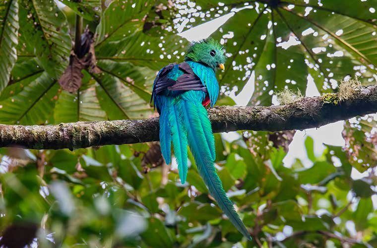 Birdwatching Guatemala_Resplendent Quetzal