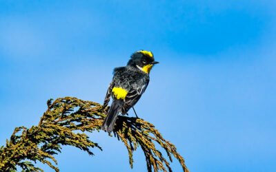 Birds from Guatemala: A Haven for Avian Enthusiasts