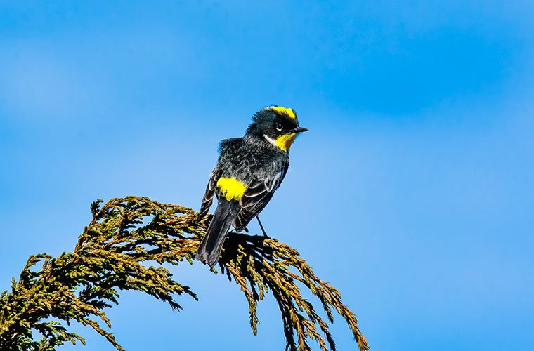 Birds of Guatemala, Goldman's Warbler. Birding News and Articles.