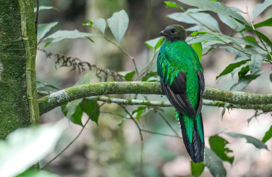 "Image capturing a female Resplendent Quetzal, the Guatemala bird, poised elegantly on a branch, displaying her green iridescent plumage."