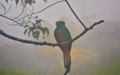 Bird of Guatemala: Unveiling the Resplendent Quetzal’s Glory