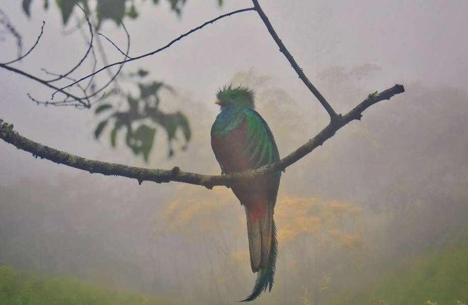 "A resplendent quetzal, the iconic Bird of Guatemala, majestically perched on a branch, its vibrant green and red plumage contrasting the foggy morning in a lush cloud forest."