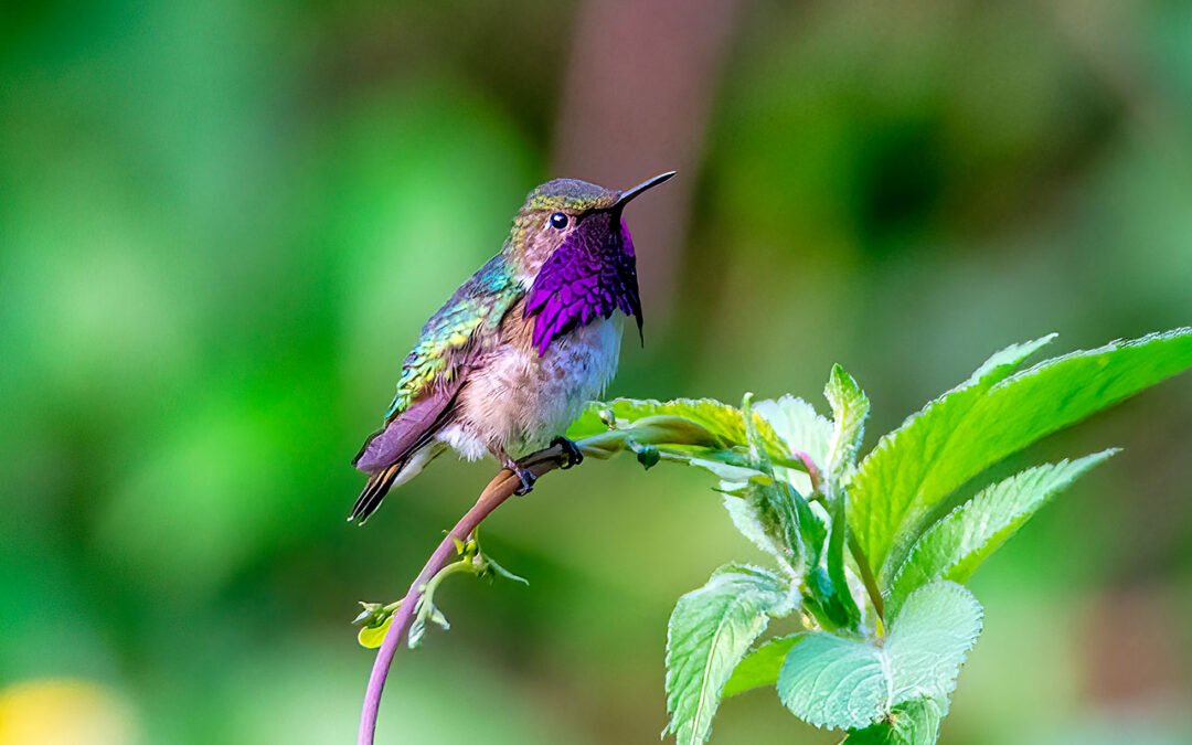 Explore Birds of Guatemala: Your Guide to Avian Wonders