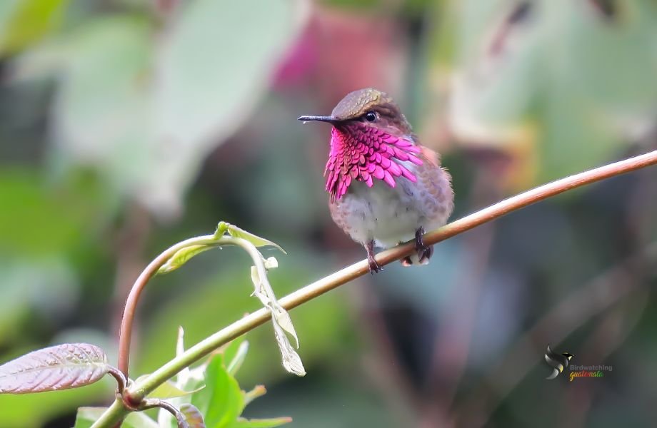 Colorful Wine-throated Hummingbird sitting on a branch, its magenta throat feathers in full display.