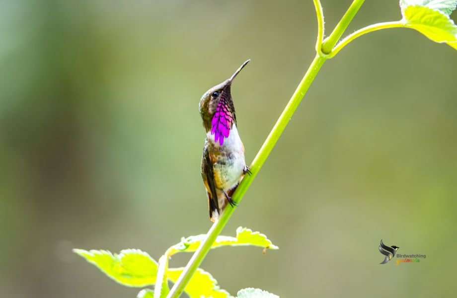 Wine-throated Hummingbird Tiny Wine-throated Hummingbird captured perched on a branch, highlighting its striking magenta throat plumage.