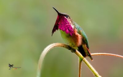 Wine-throated Hummingbird: Guatemala’s Tiniest Bird.